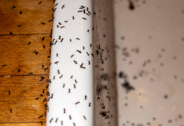 Reliable Cambridge, MD Pest Control Solutions